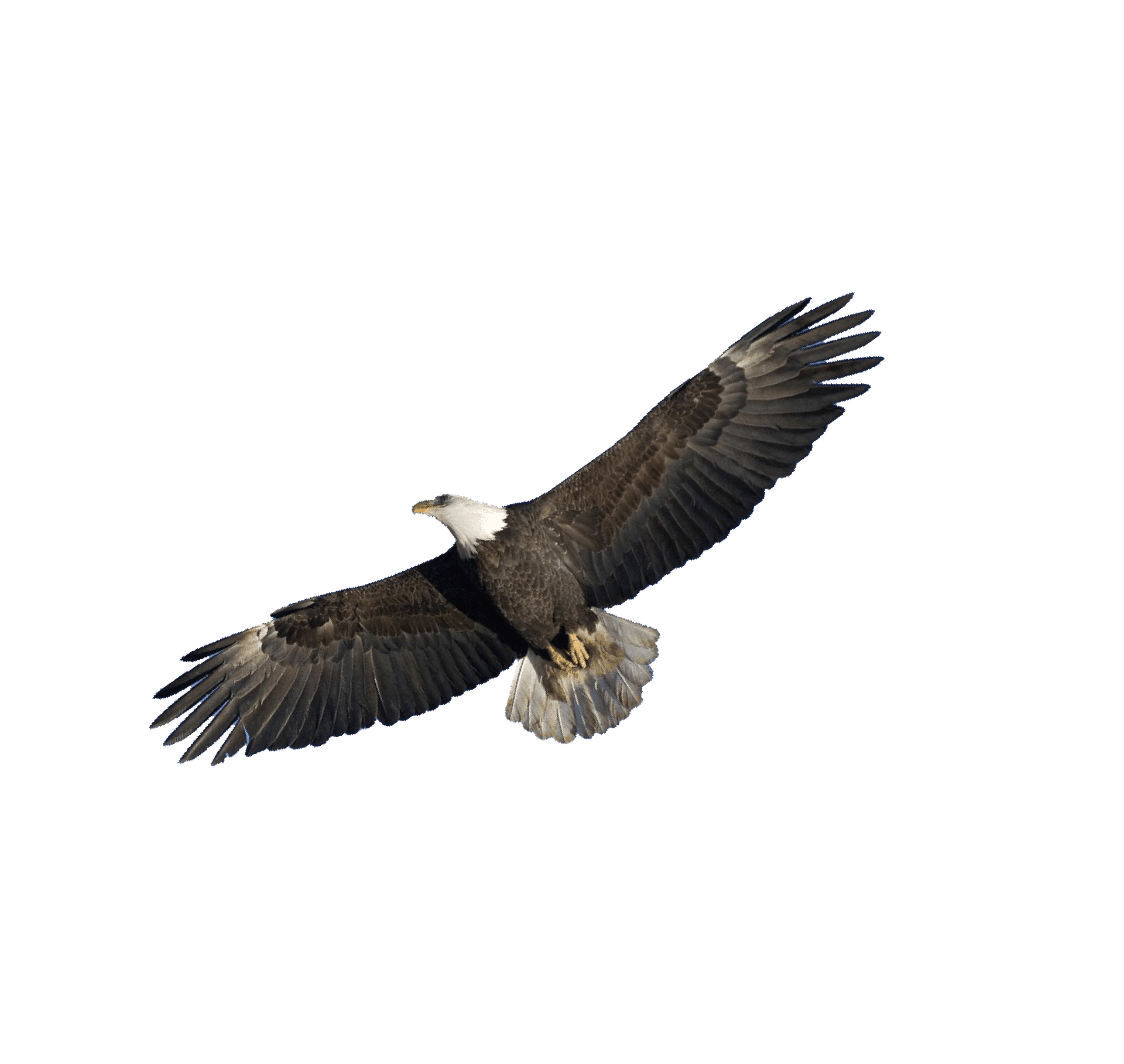Corporate Totem：Eagle